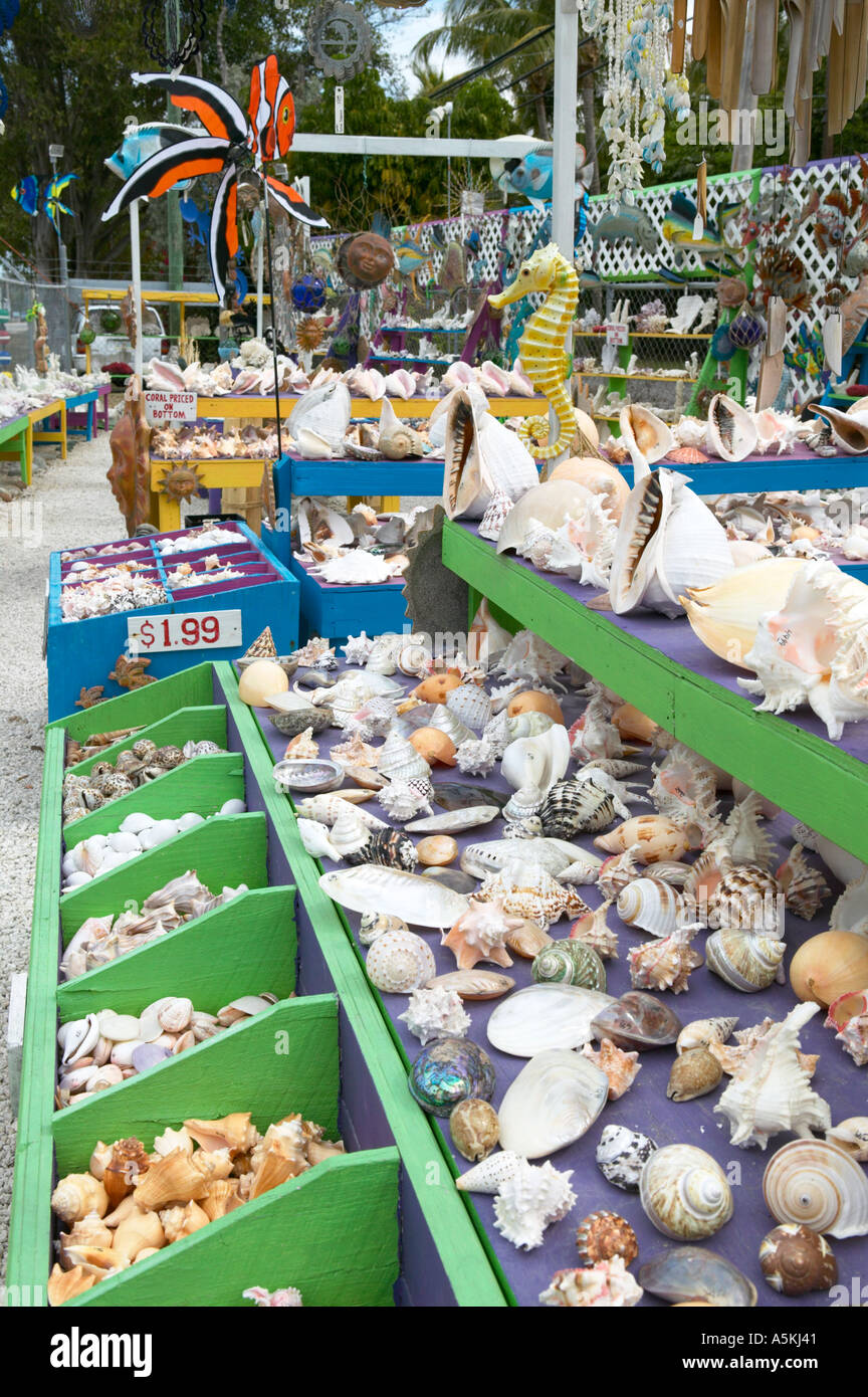 Florida keys sea shell souvenir hires stock photography and images Alamy