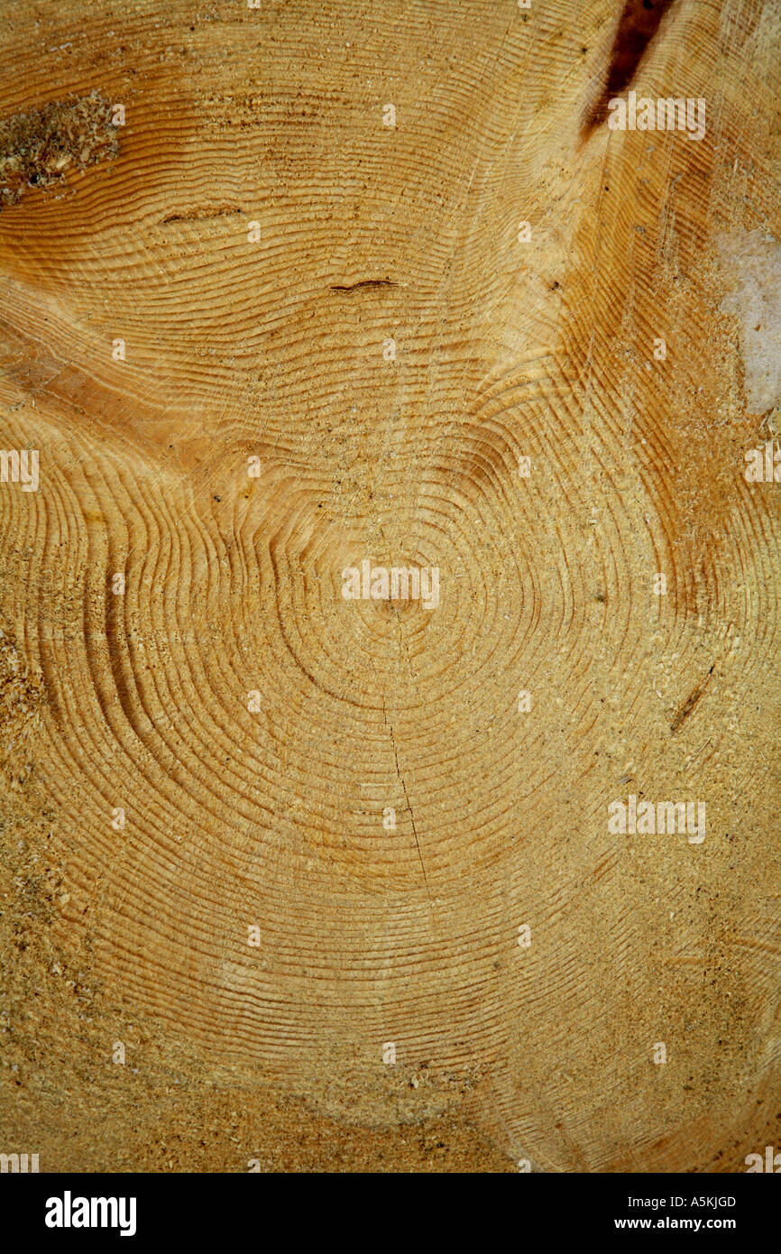 Annual rings Stock Photo