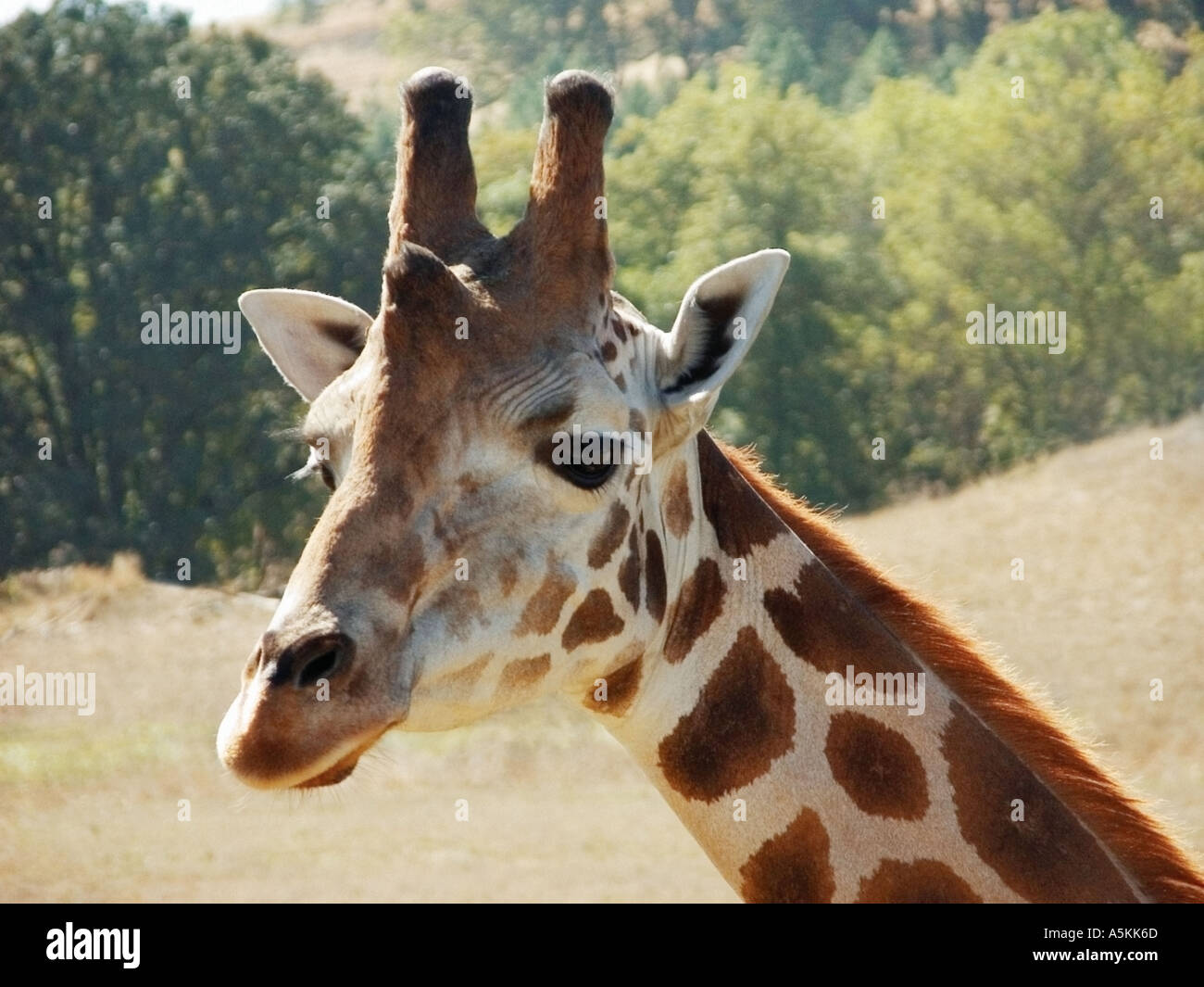 Adult Giraffe at the Wildlife Safari Park in Oregon State USA 2004 Stock Photo