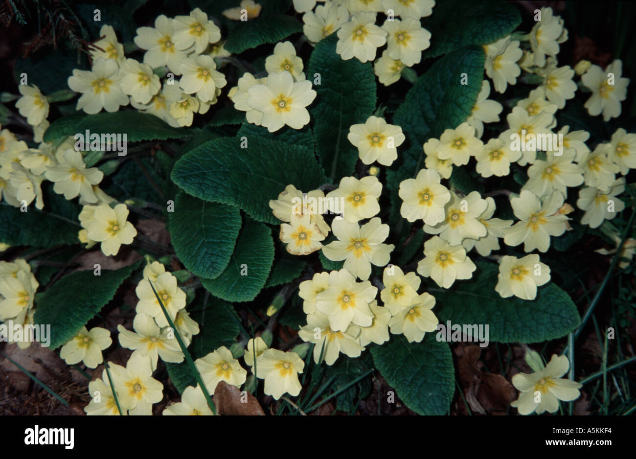 Yellow flowering Primroses London England UK Stock Photo