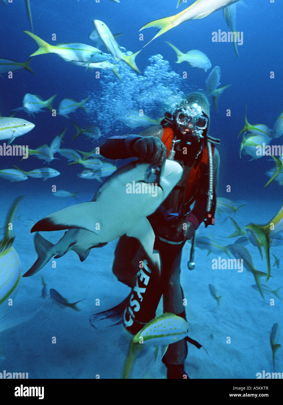 Bahamas Freeport underwater Hydro Lab Shark Dive scuba diver feeding a