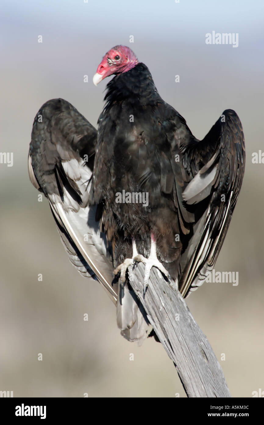 Turkey vulture Cathartes aura also called turkey buzzard common bird of the United States Stock Photo