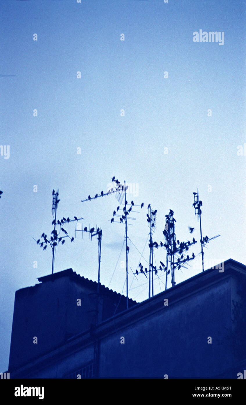 many birds on tv aerials on rooftop Stock Photo Alamy