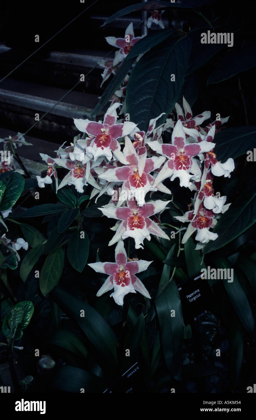 Orchid Beallara Tahoma Glacier Green Kew Gardens Surrey UK Stock Photo -  Alamy
