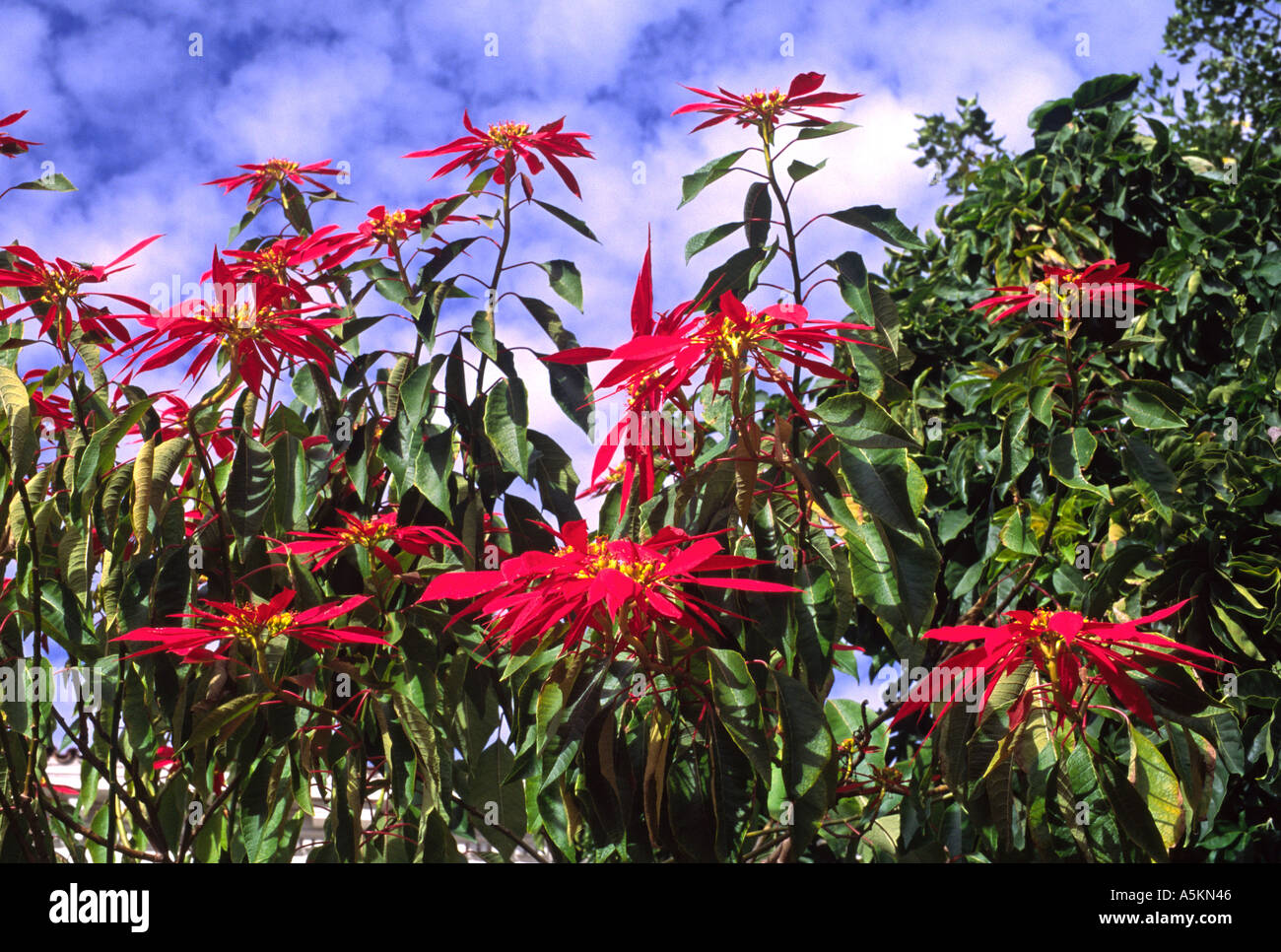 Poinsettias at the Huntington Library Botanical Gardens San Marino California USA Stock Photo