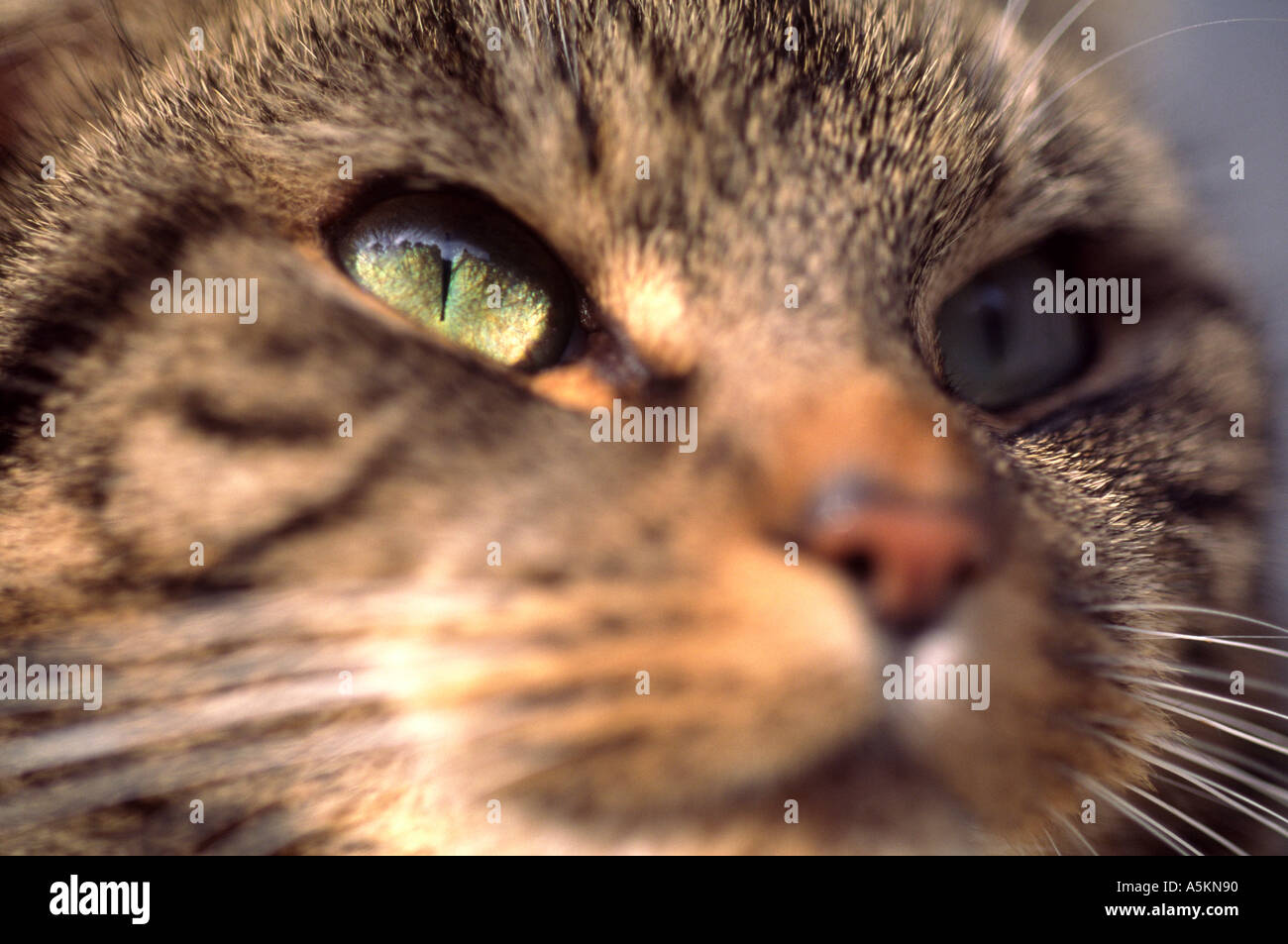 Close up of tabby cat face Stock Photo