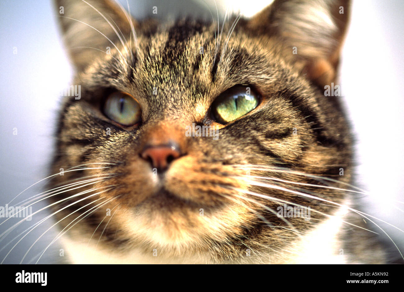Close up of tabby cat face Stock Photo