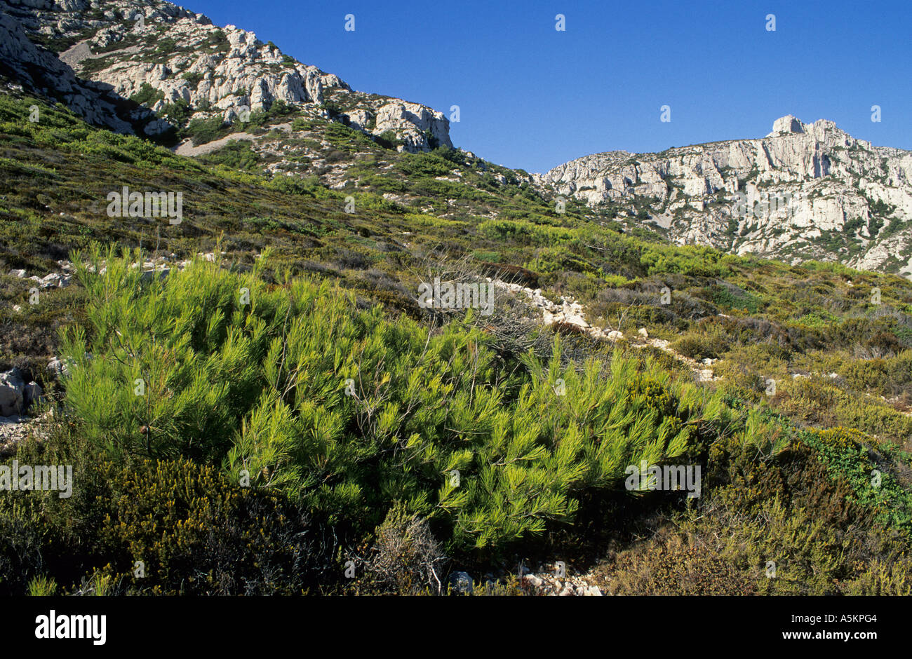 Karst landscape at the calanque coast, Provence, France Stock Photo