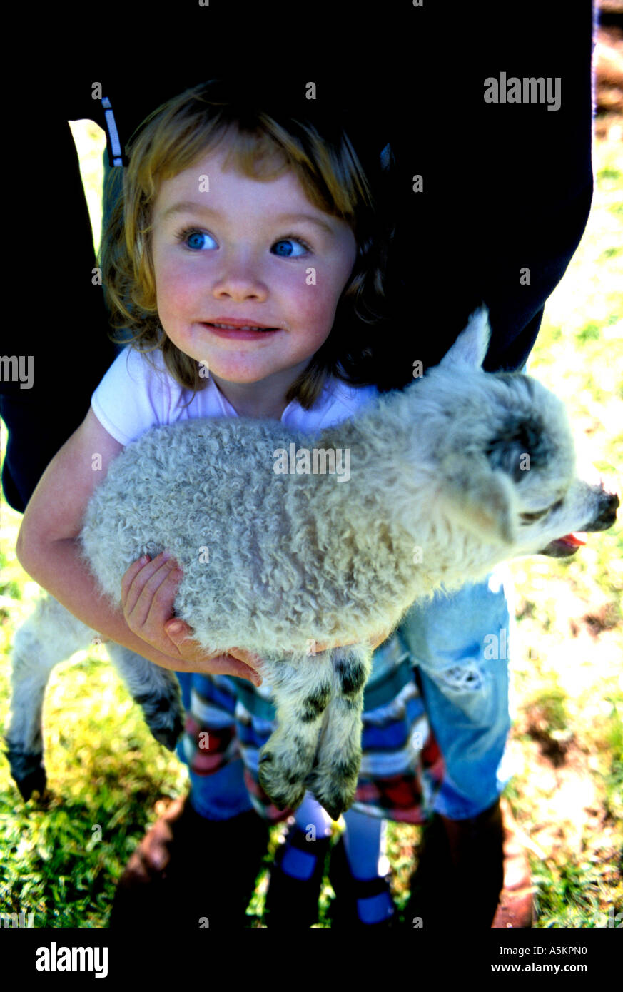 A beautiful young girl is holding a baby lamb as someone is holding her ...