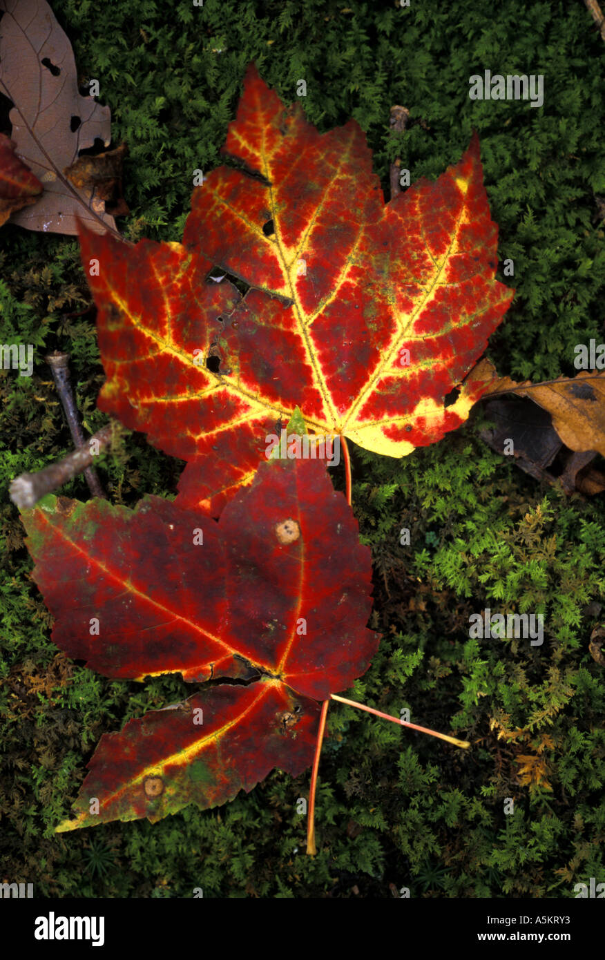 Two piece maple hi-res stock photography and images - Alamy