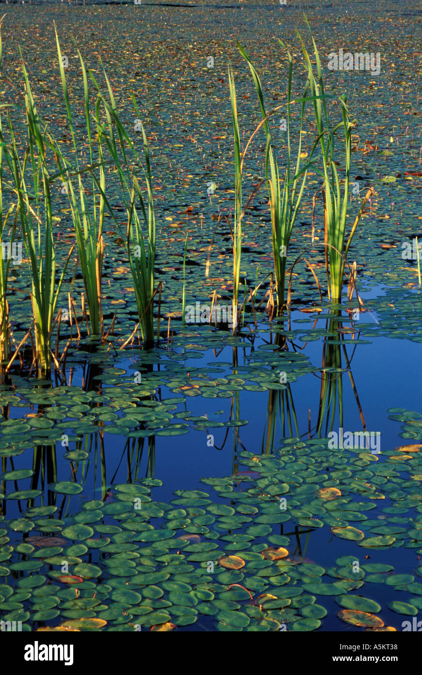 Cattails and lily pads in still water Stock Photo