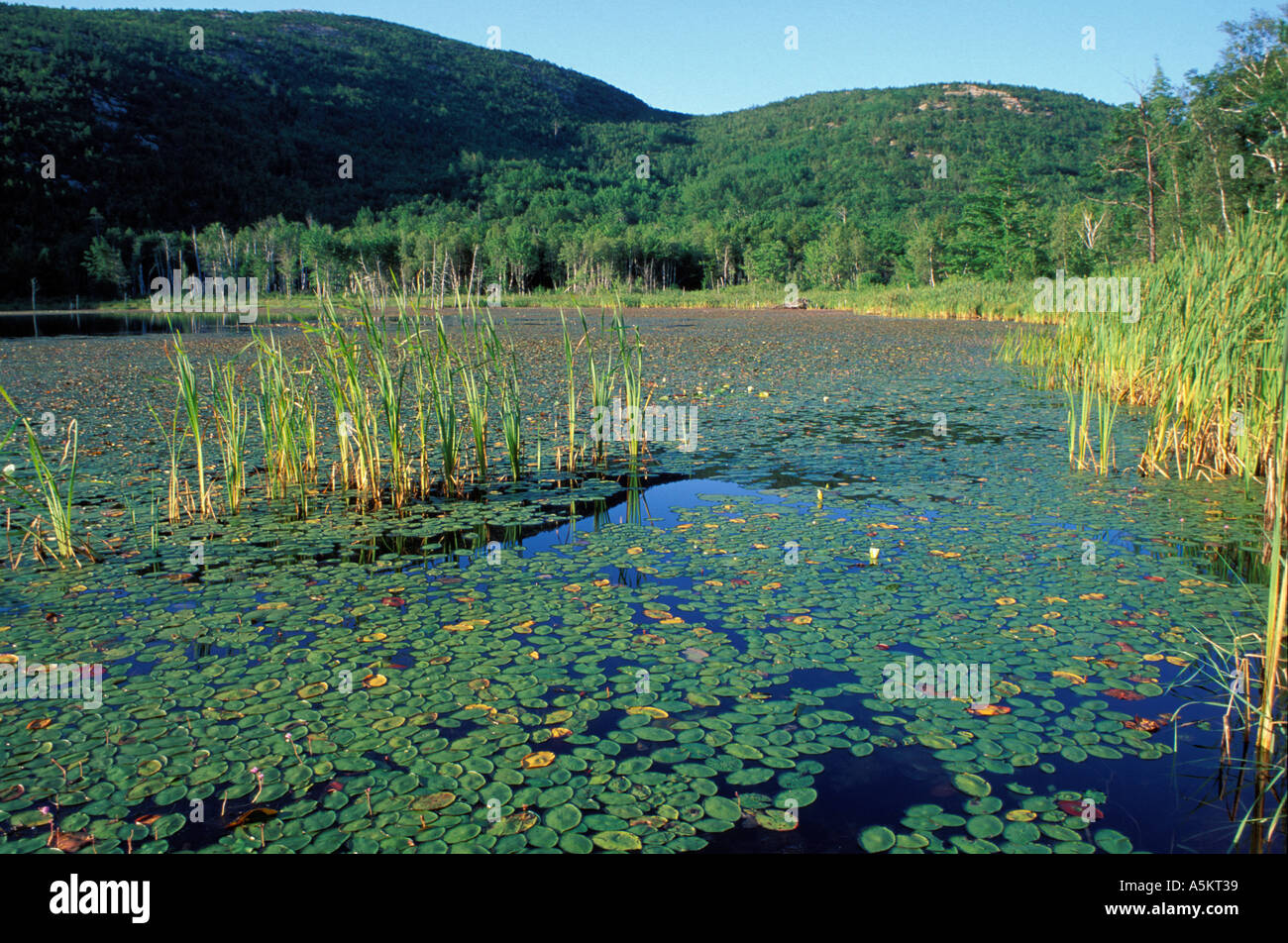 Acadia N P ME Fragrant WaterLily Nymphaea odorata Beaver pond Champlain Mtn  Stock Photo
