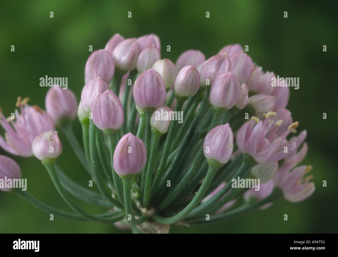 Allium senescens subsp. montanum. Ornamental onion Stock Photo