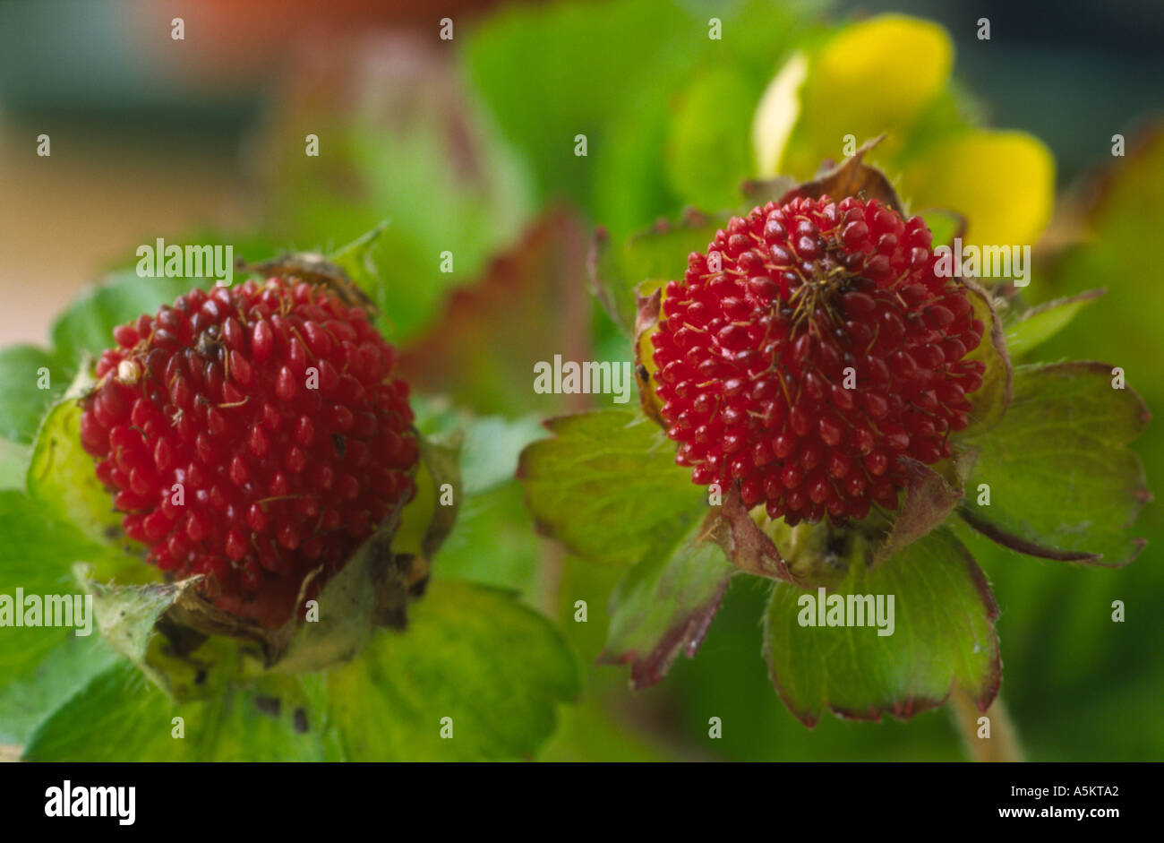 Duchesnea indica. Indian strawberry, Mock strawberry. Stock Photo