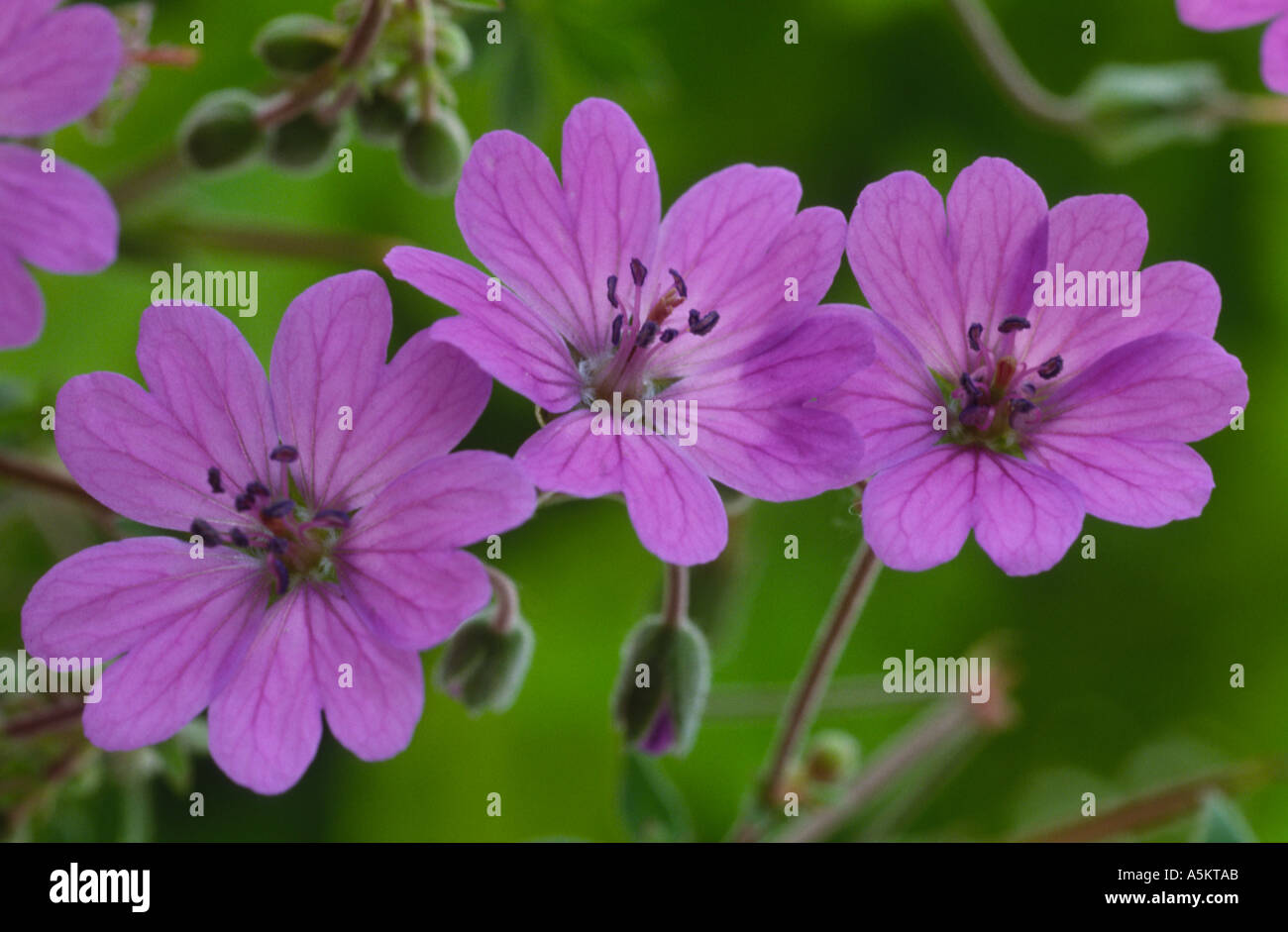 Geranium pyrenaicum ‘Summer Sky’. Cranesbill Stock Photo - Alamy