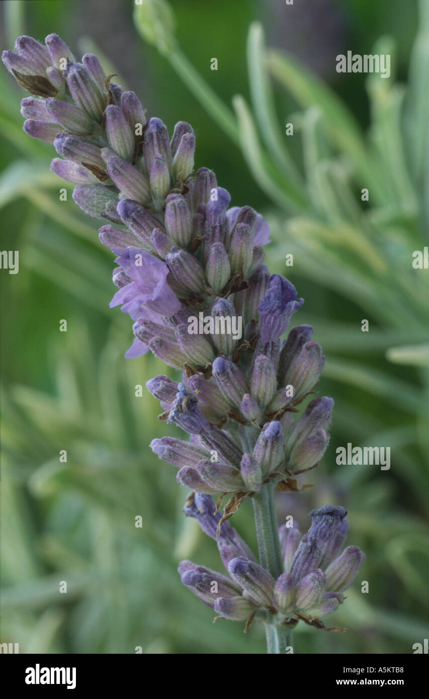 Lavandula x intermedia. Dutch Group. 'Walvera'. syn Walberton's Silver Edge. English lavender. Stock Photo