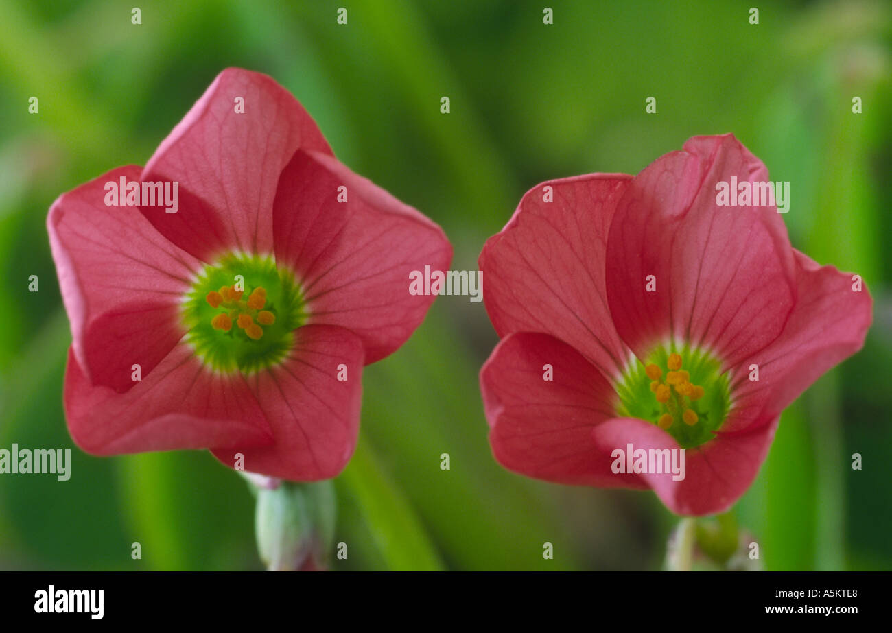 Oxalis tetraphylla 'Iron Cross'. Good luck plant, Lucky clover Stock