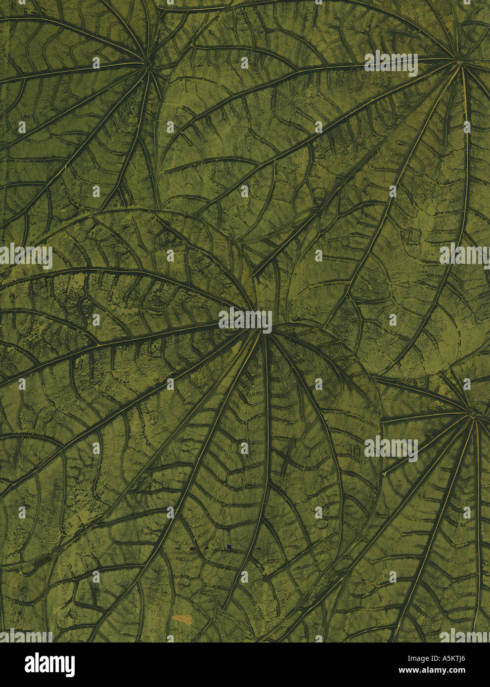 A background of green leaf patterns with the veins of the leaves seen ...