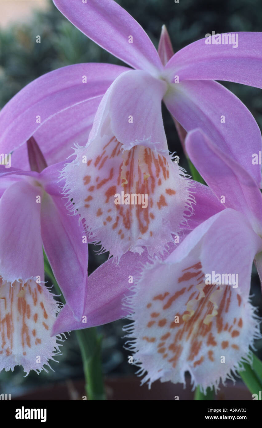 Pleione formosana. AGM Terrestrial or lithophytic orchid. Stock Photo