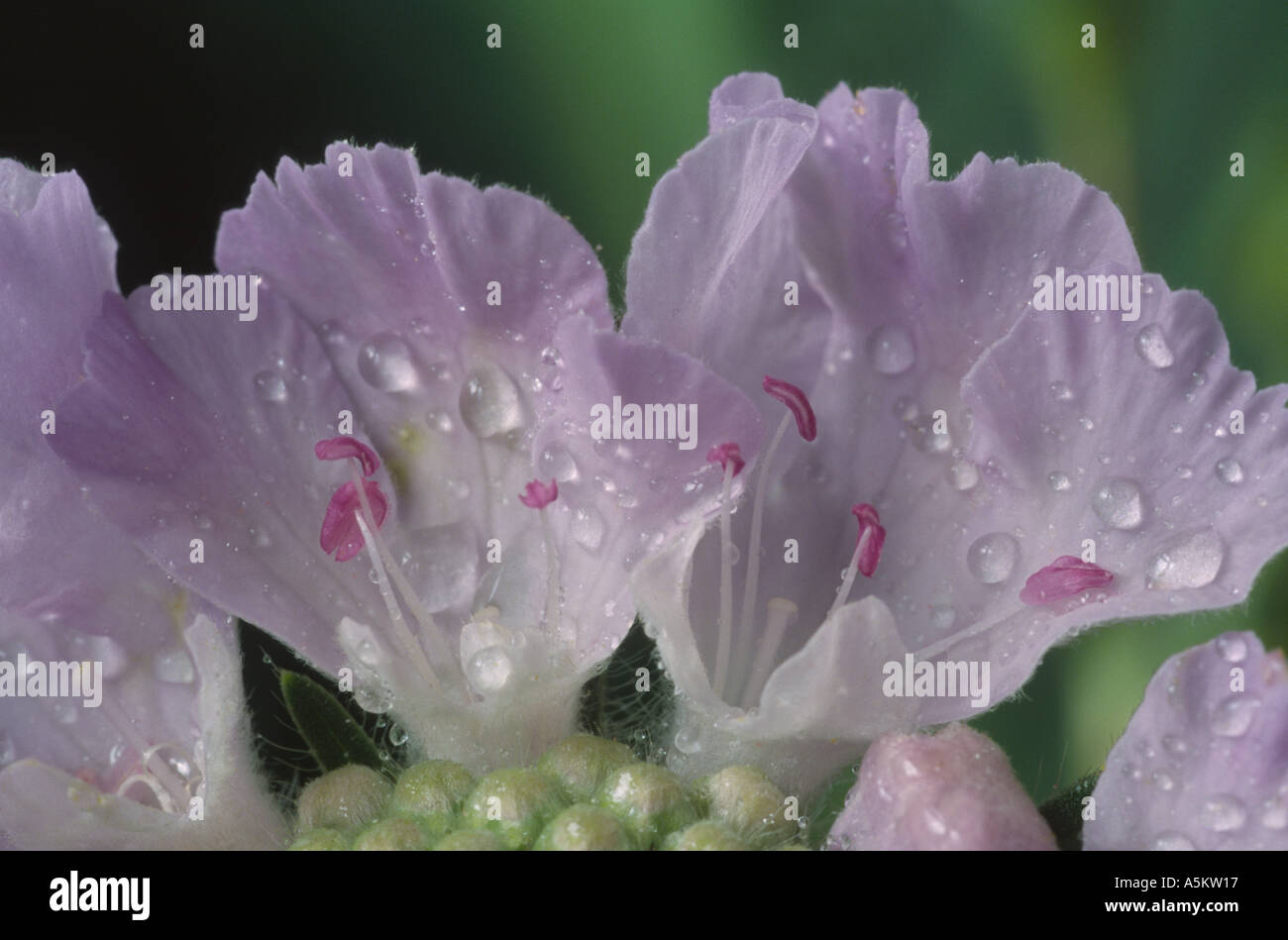 Scabiosa caucasica. Pincushion flower, Scabious. Close up of petals. Stock Photo