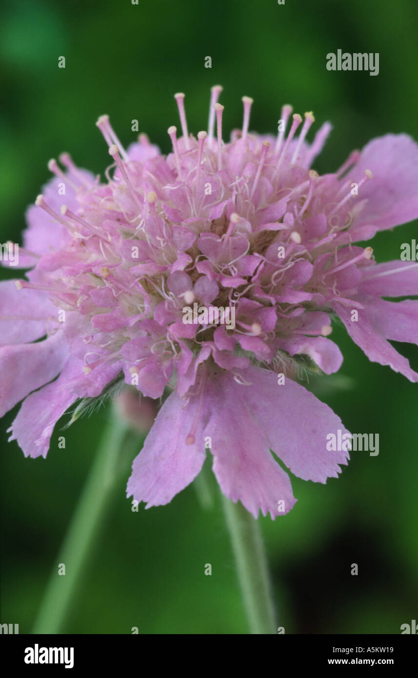 Scabiosa graminifolia. Pincushion flower, Scabious. Stock Photo