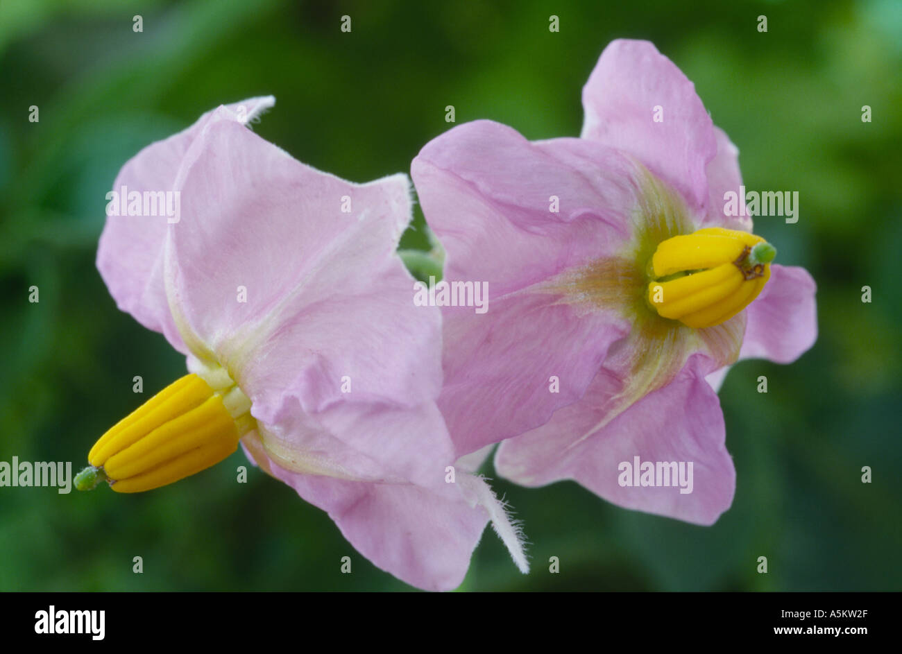 Solanum tuberosum 'Ratte'. AGM Potato flower. Stock Photo
