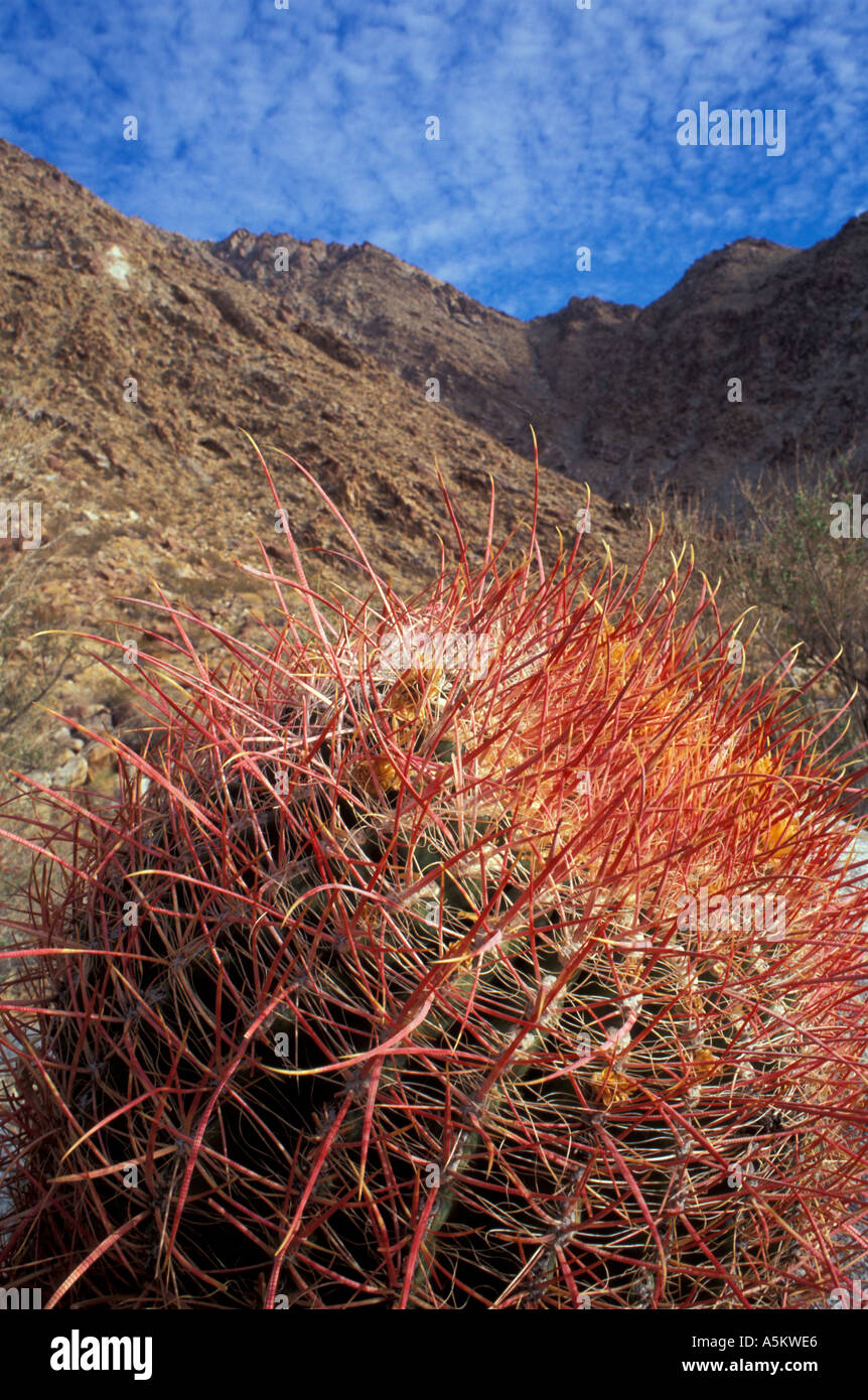 Anza Borrego S P CA Borrego Canyon San Ysidro Mtns Colorado Desert Barrel cactus ferocactus acanthodes  Stock Photo
