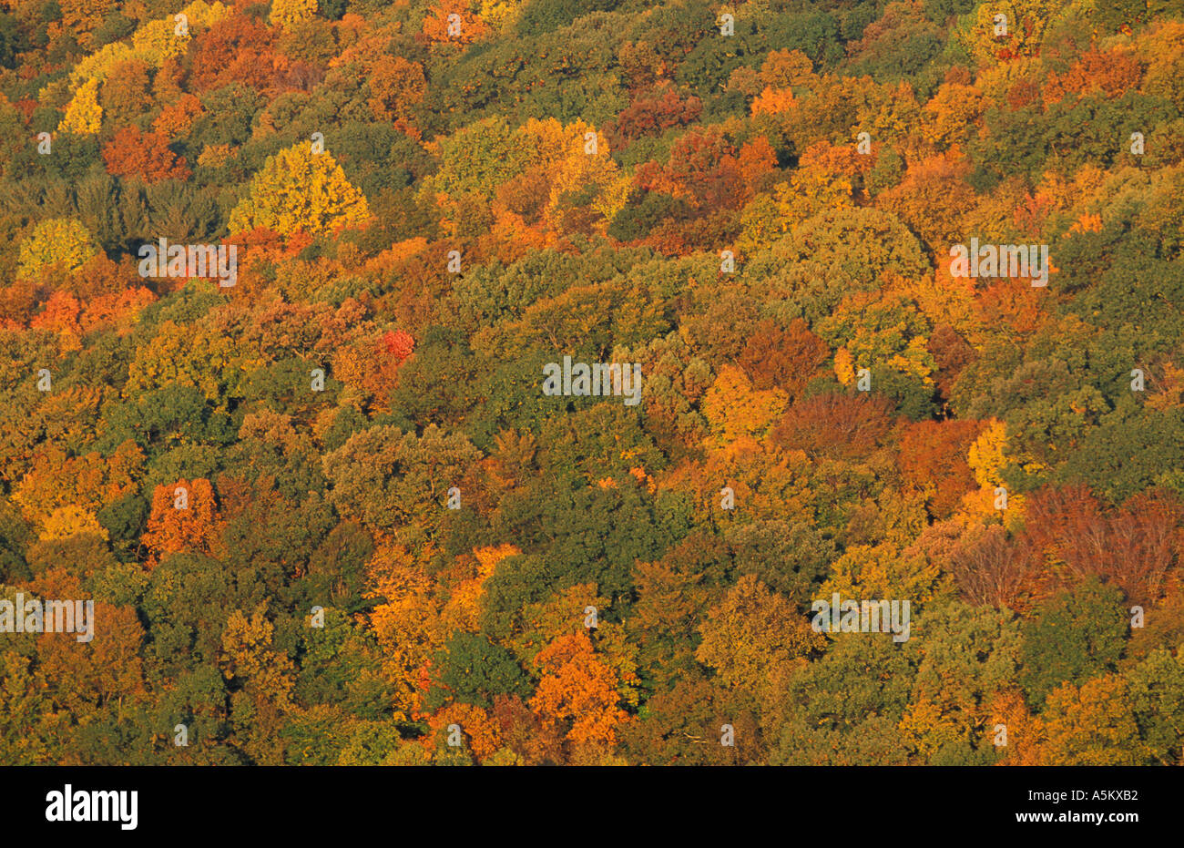 View from the Henderson property The fall colors of the oak hickory