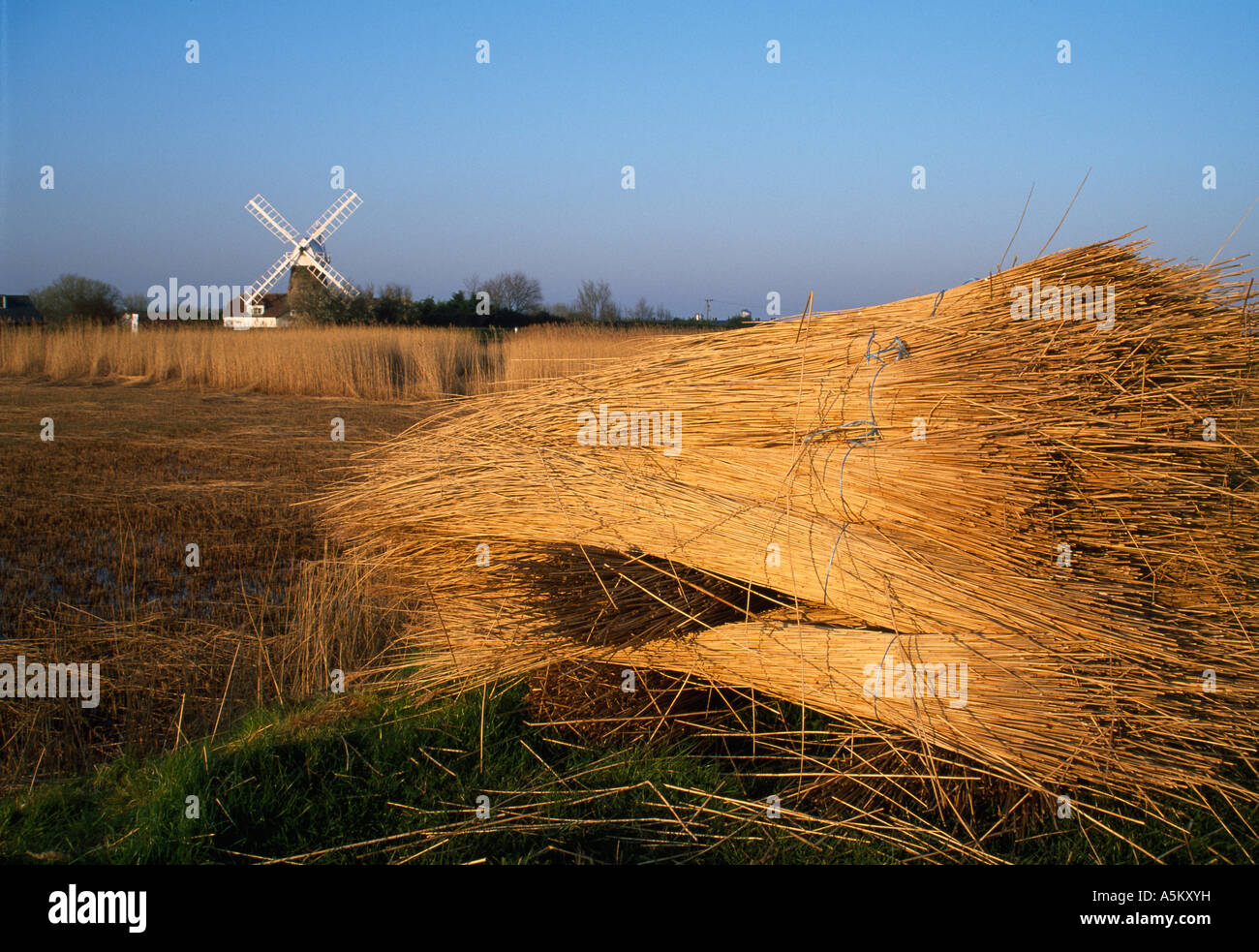 Reedbed hi-res stock photography and images - Alamy