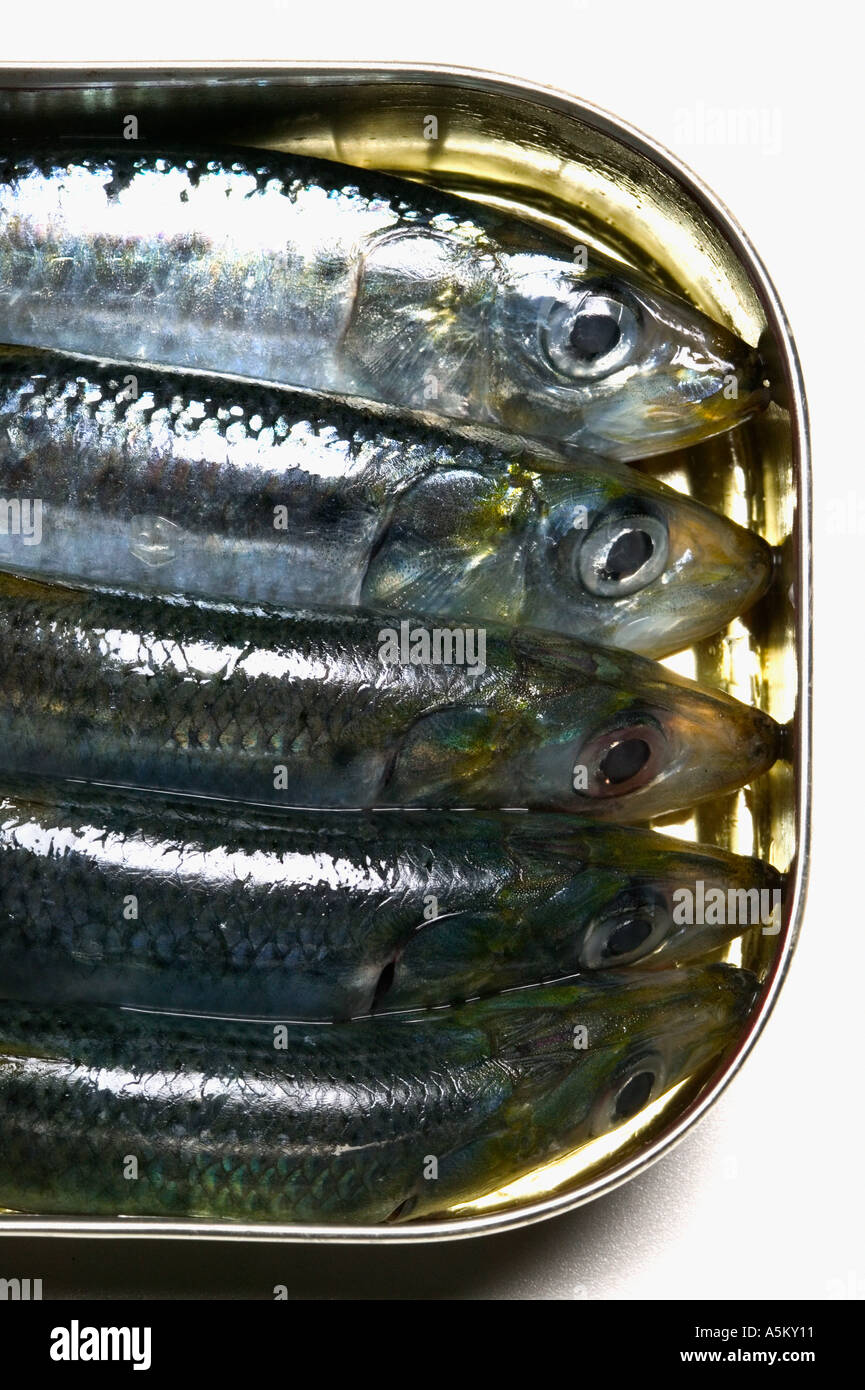 Can of sardines crammed together Stock Photo Alamy