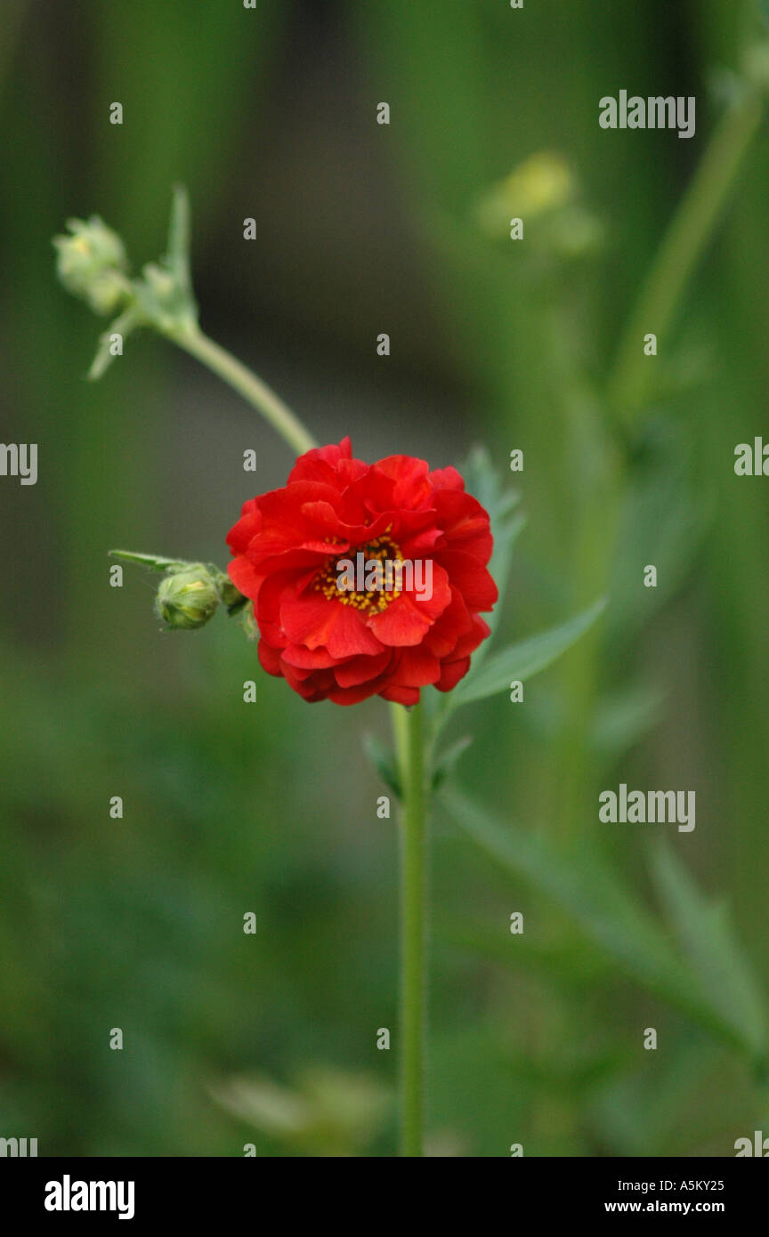 Close up of a Geum and buds with a blured background Stock Photo