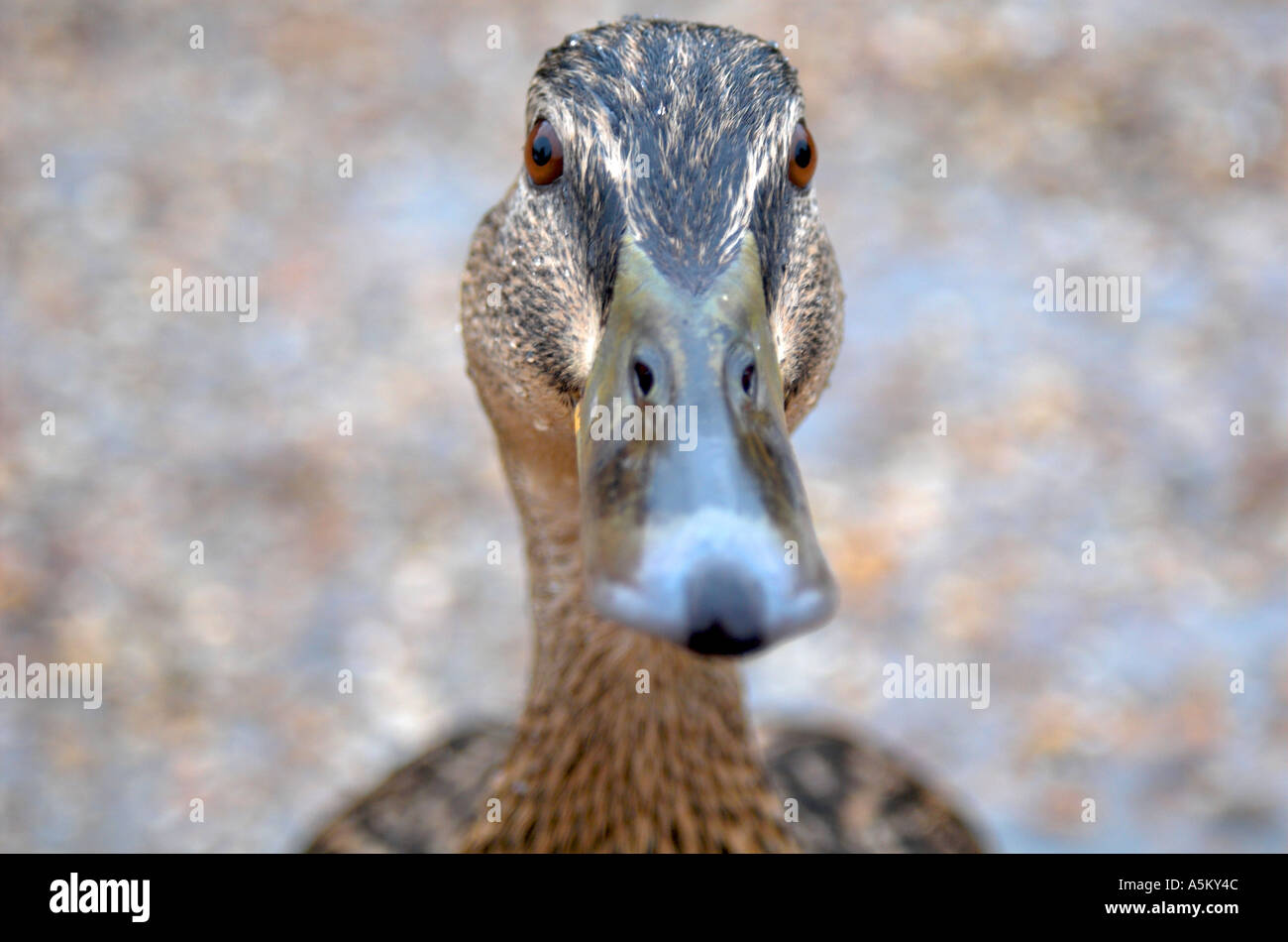 duck looking into camera Stock Photo Alamy