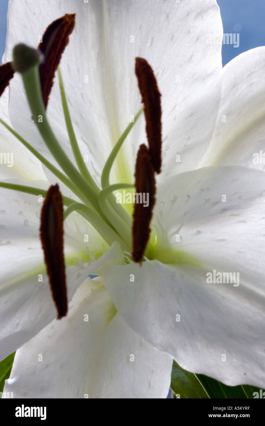 Closeup flower vertical white hi-res stock photography and images - Alamy