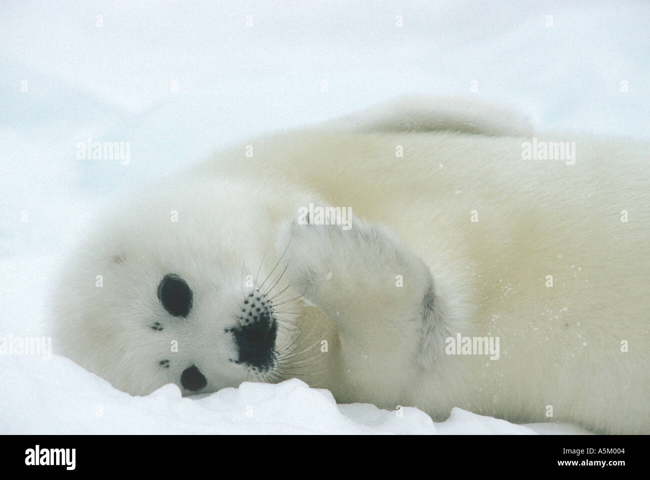 Harp seal pup on ice Stock Photo