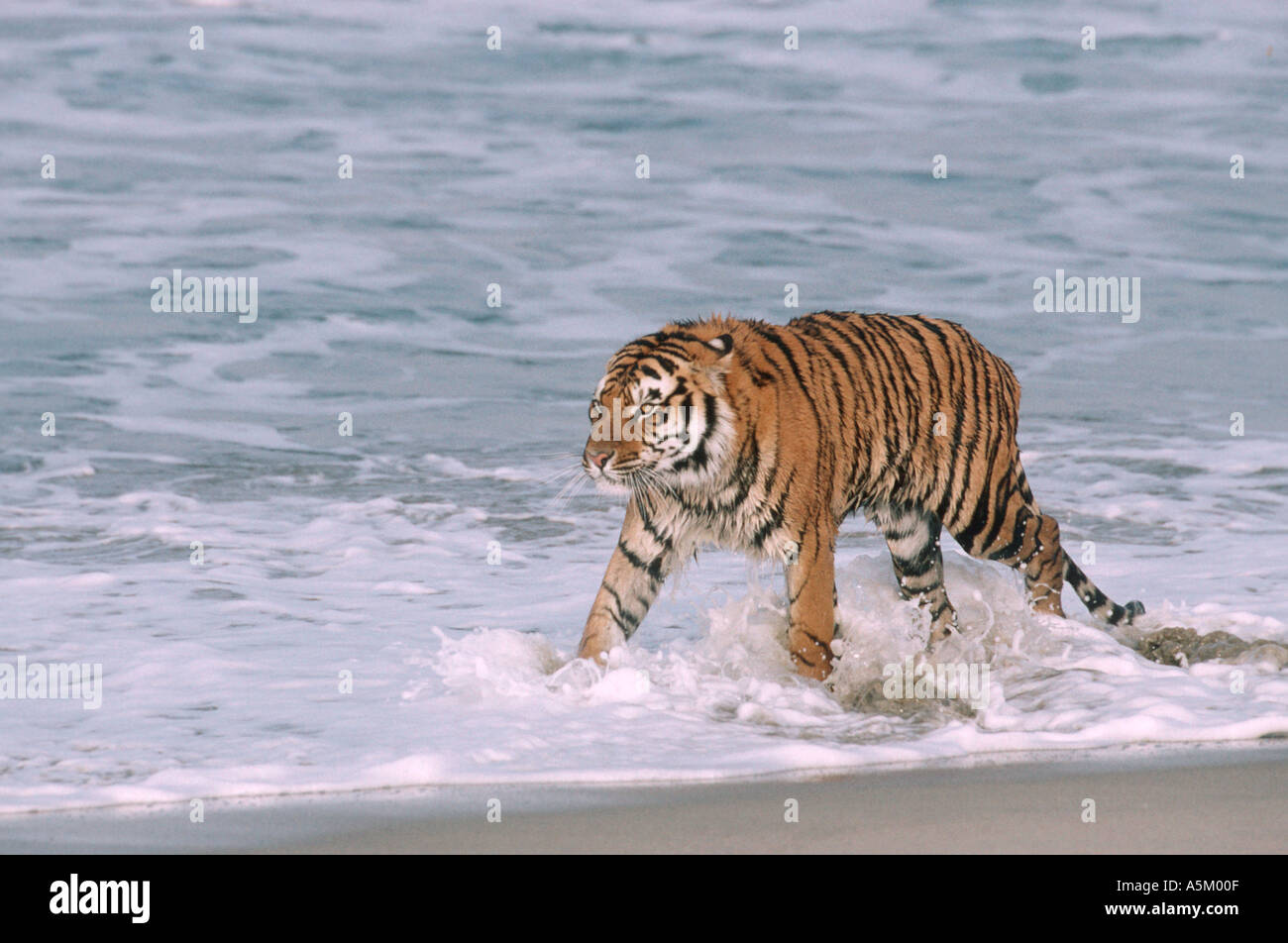 Bengal tiger on beach Stock Photo Alamy