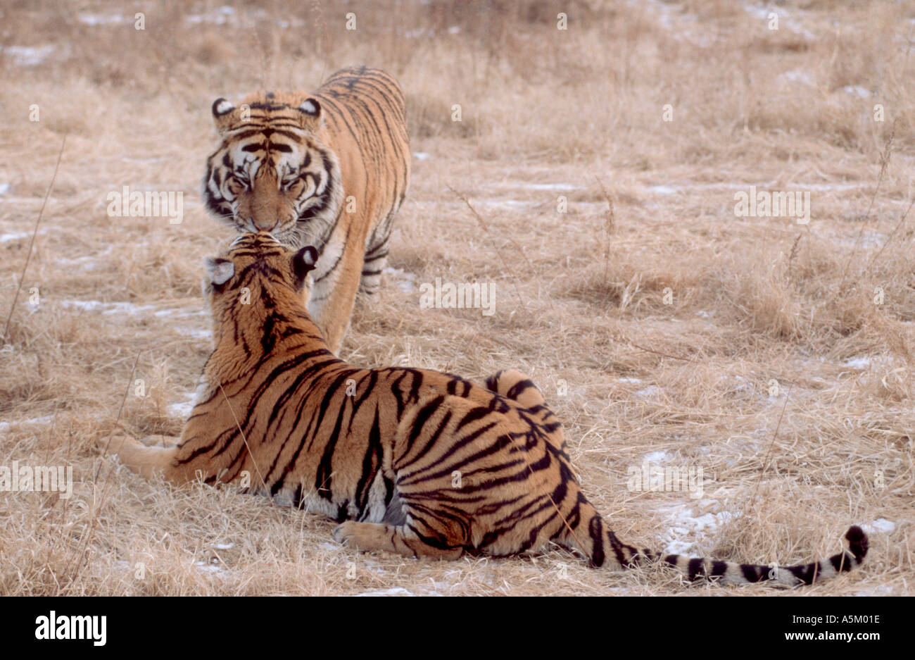 Pair Of Siberian Tigers Stock Photo Alamy