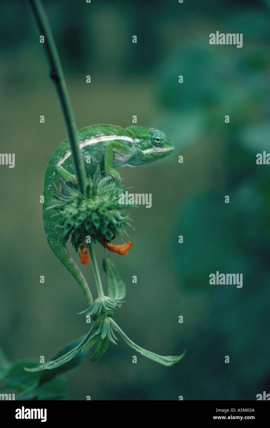 Chameleon in Madagascar Stock Photo
