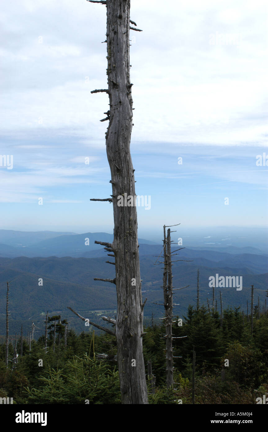 The remains of a tree is dying on the top of Mt Mitchell shows the