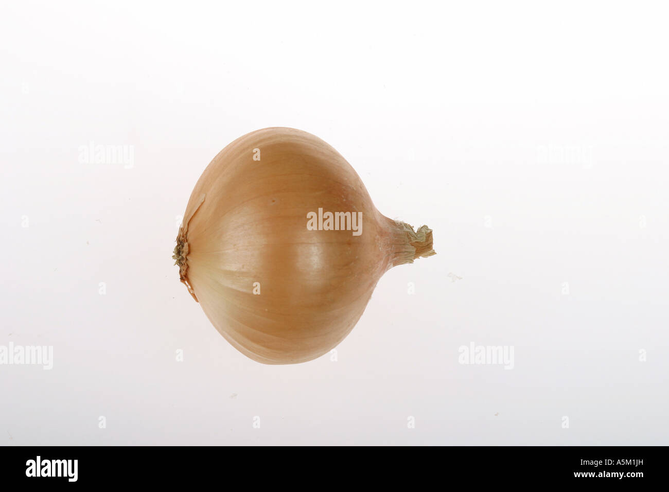 onion on a white background Stock Photo - Alamy