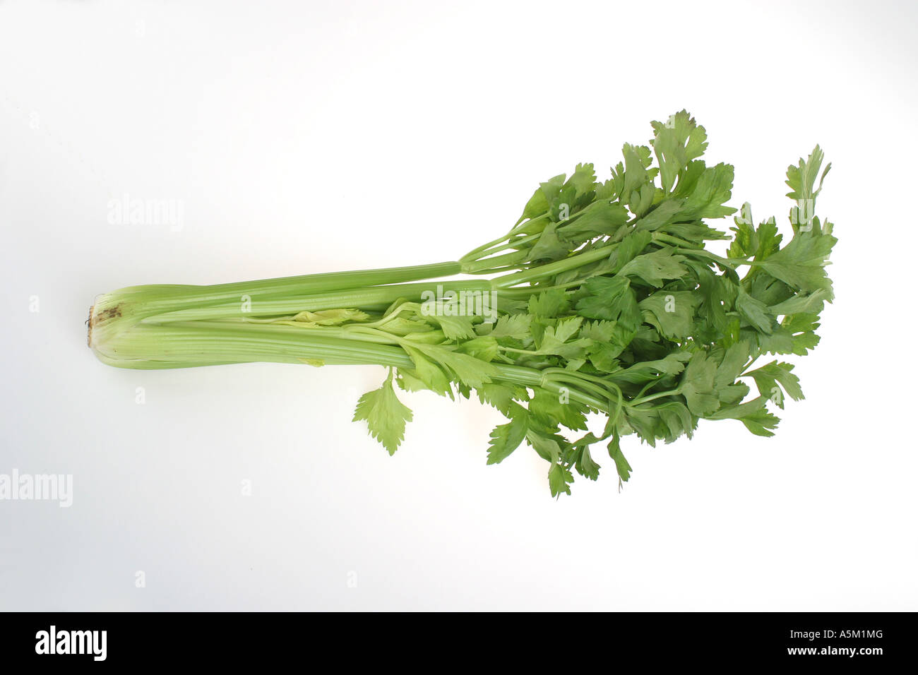 bunch of celery on a white background Stock Photo