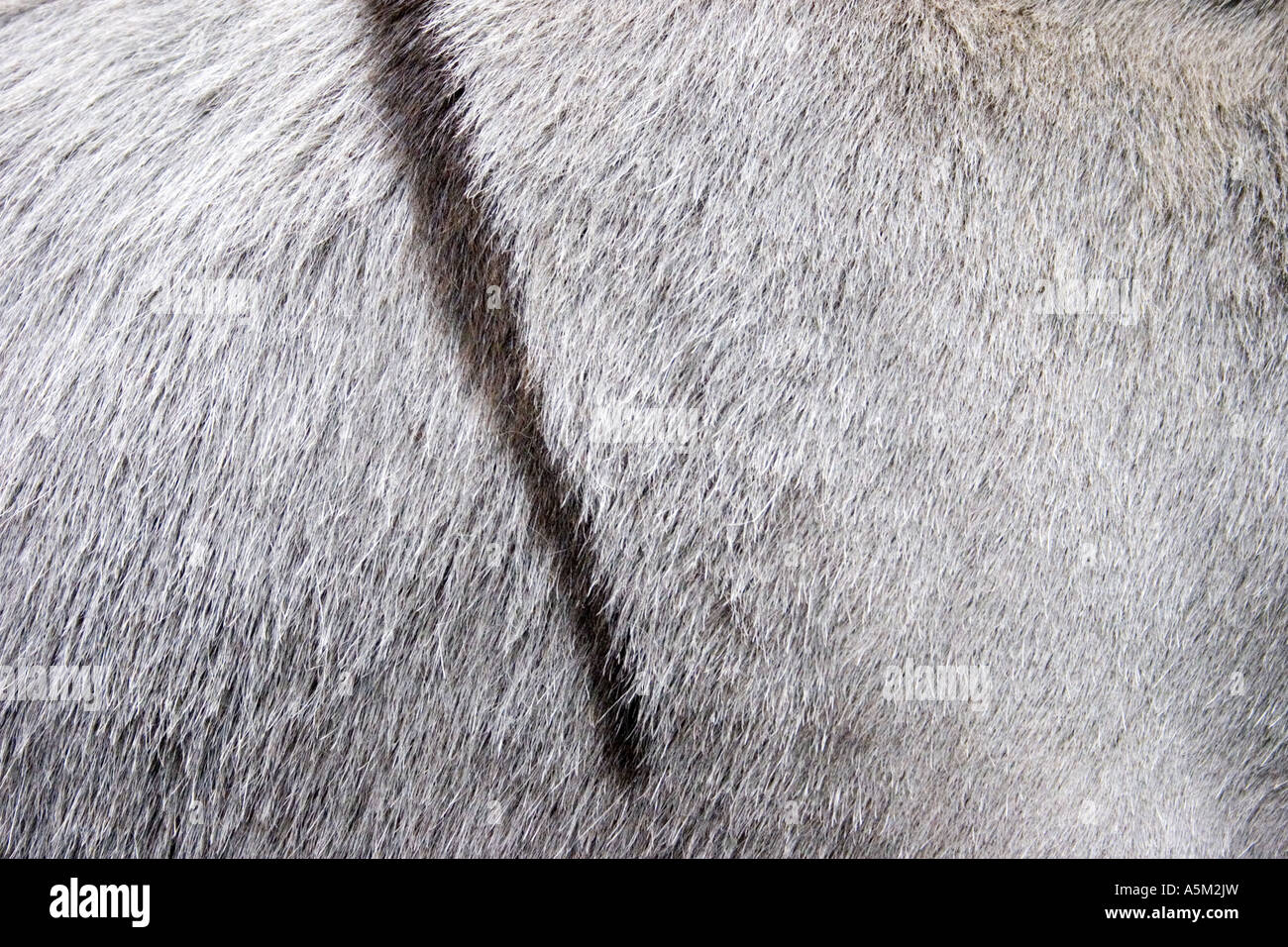 Black stripe on fur of white donkey. Stock Photo