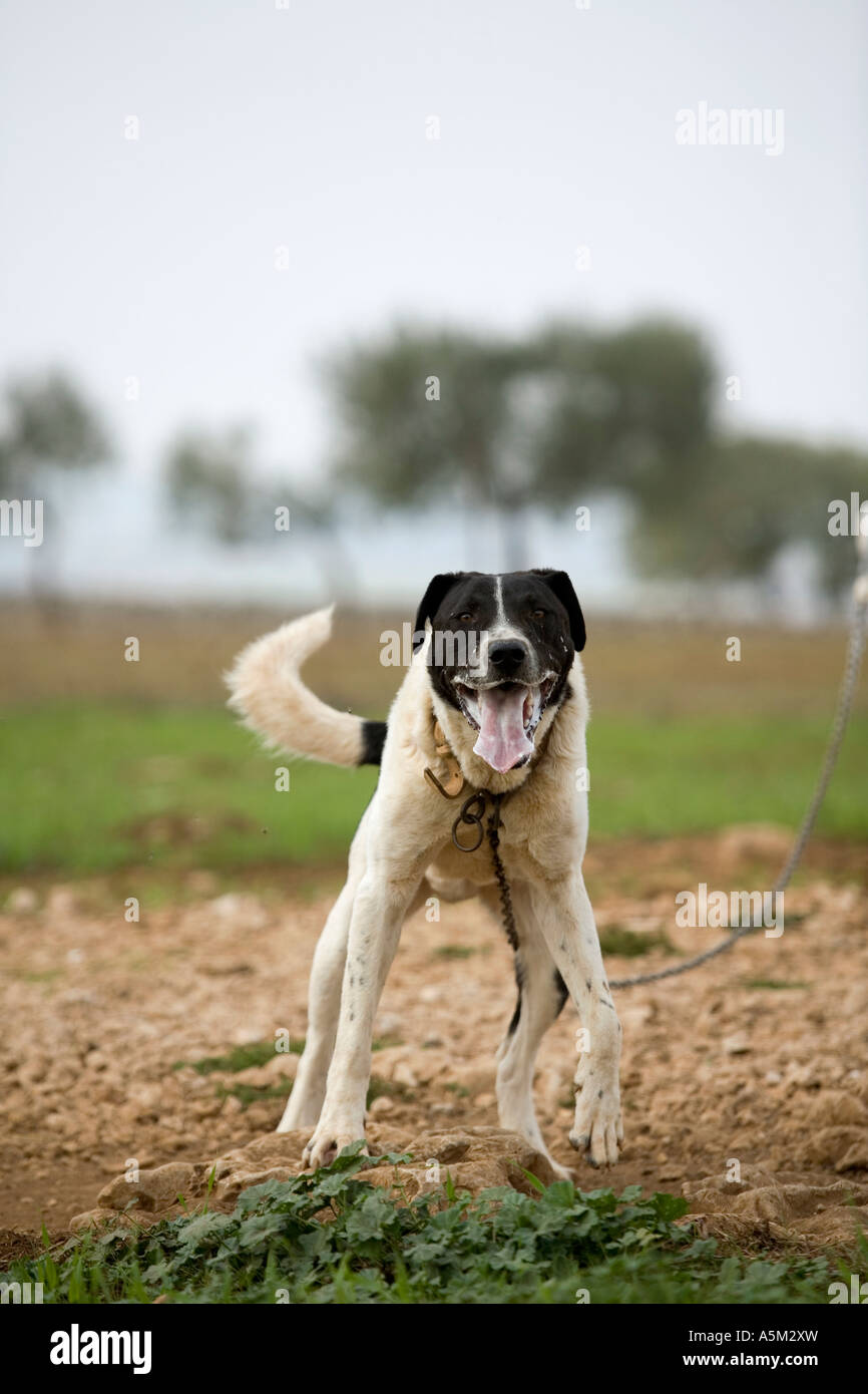 Guard dog on a farm in Puglia, Southern Italy. Stock Photo