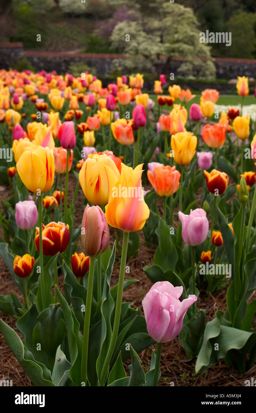 A close up view of tulips at the Biltmore Estate Gardens in the springtime Stock Photo