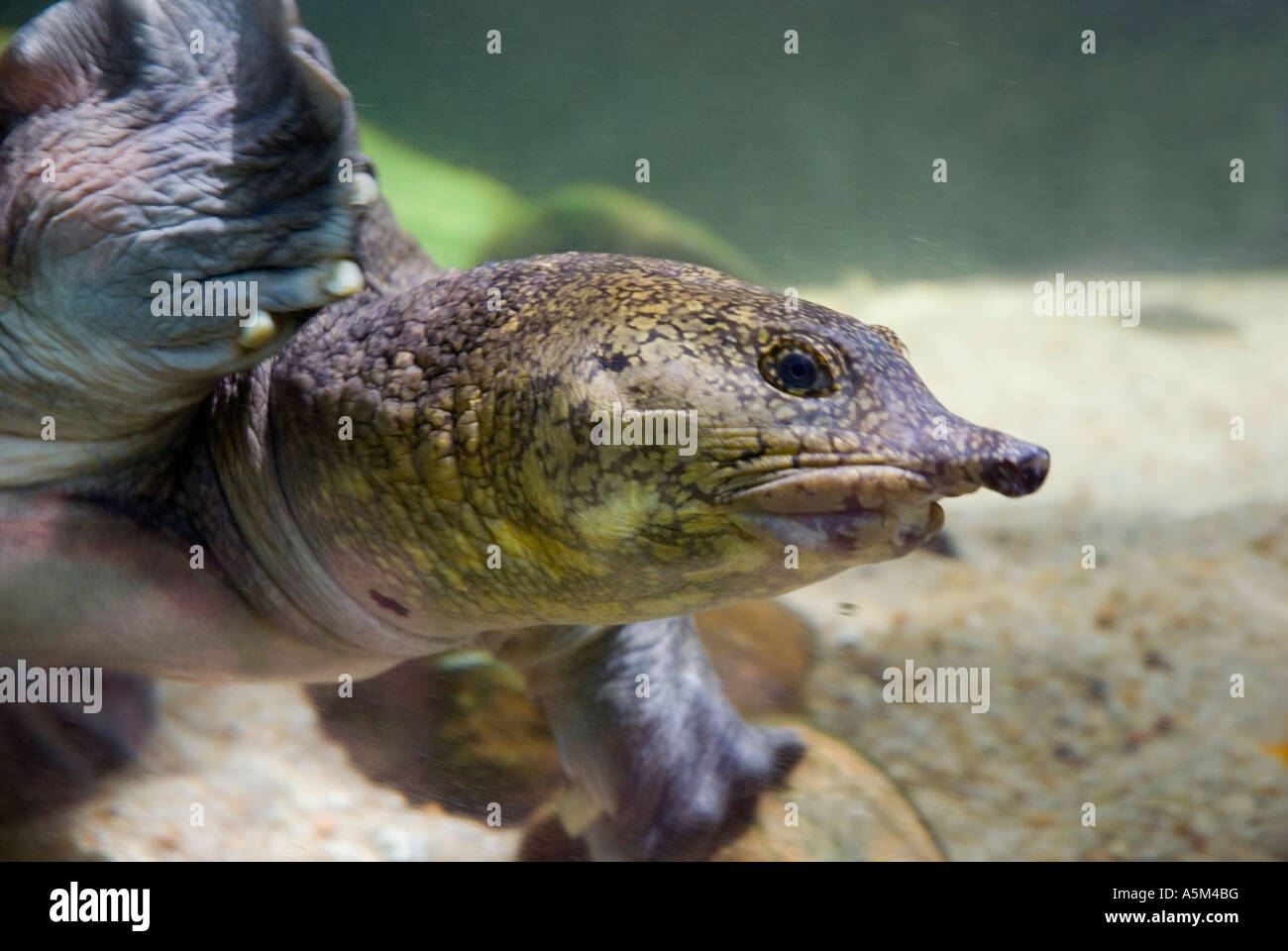 The Asian Soft shelled freshwater turtle amyda cartilaginea Stock Photo