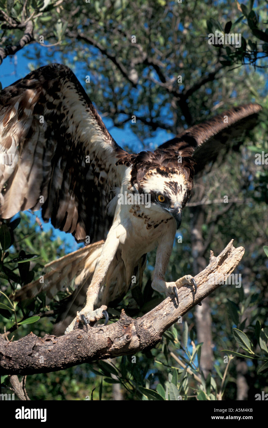 Osprey perched on tree wings raised  florida wildlife viewing nature birding Stock Photo