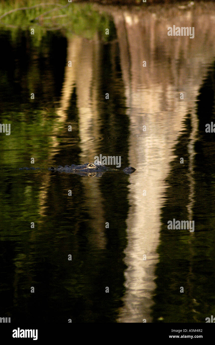 St Johns River Florida american alligator cypress tree reflection Stock Photo