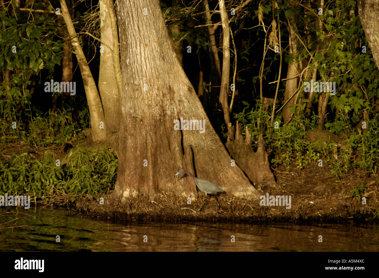 St Johns River Florida fl waterway trees cypress cypress roots tri color heron nature wildlife birding Stock Photo