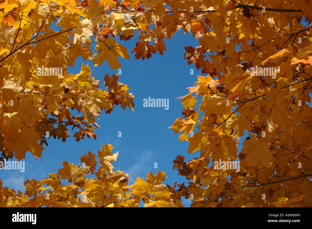 Blue maple leaf hi-res stock photography and images - Alamy