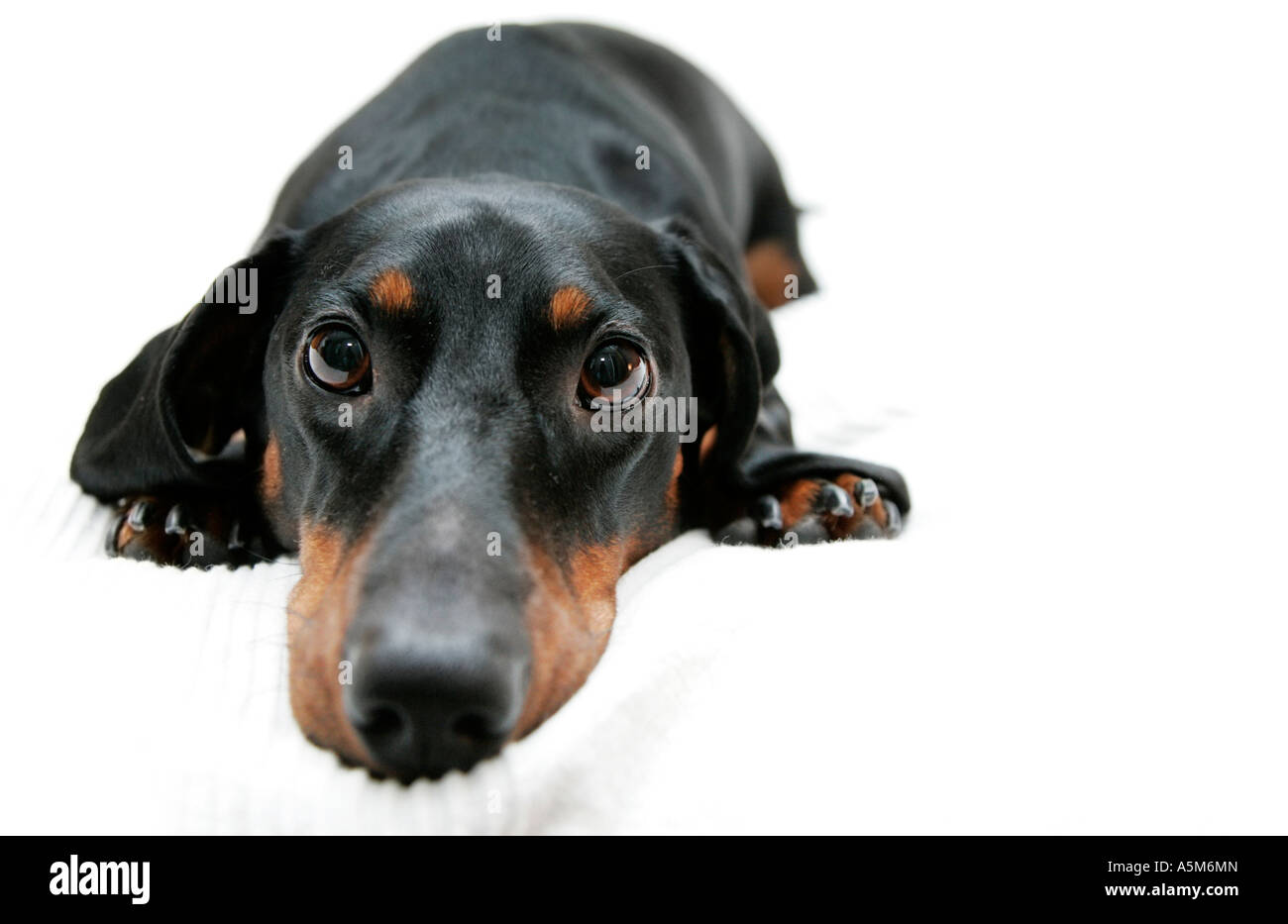 A dachshund named Tassen Stock Photo