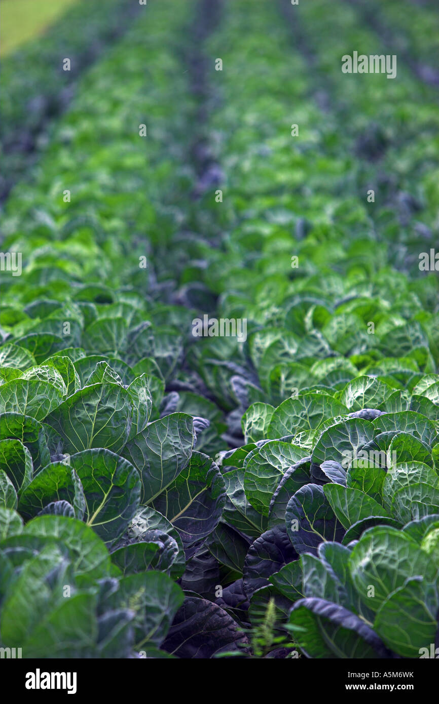 Rows of cabbages Stock Photo - Alamy
